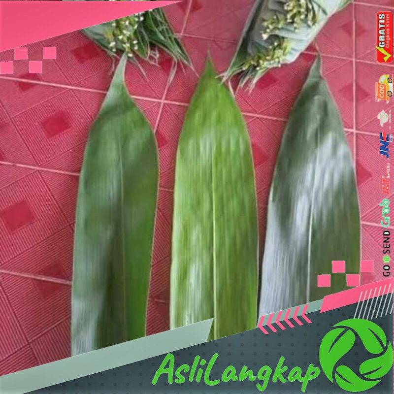 

Daun Bambu Bakcang, Daun Bambu Bacang Jumbo
