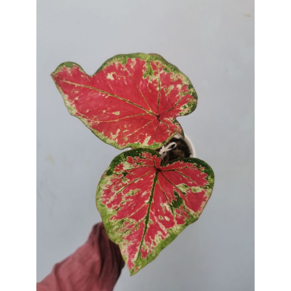 Paket caladium Uncle marley dan H41