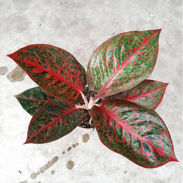 STARDUST/ STARDAS/ Bunga/ Aglo/ Aglonema/ Aglaonema/ Tanaman/ Tanaman hias/ Bibit