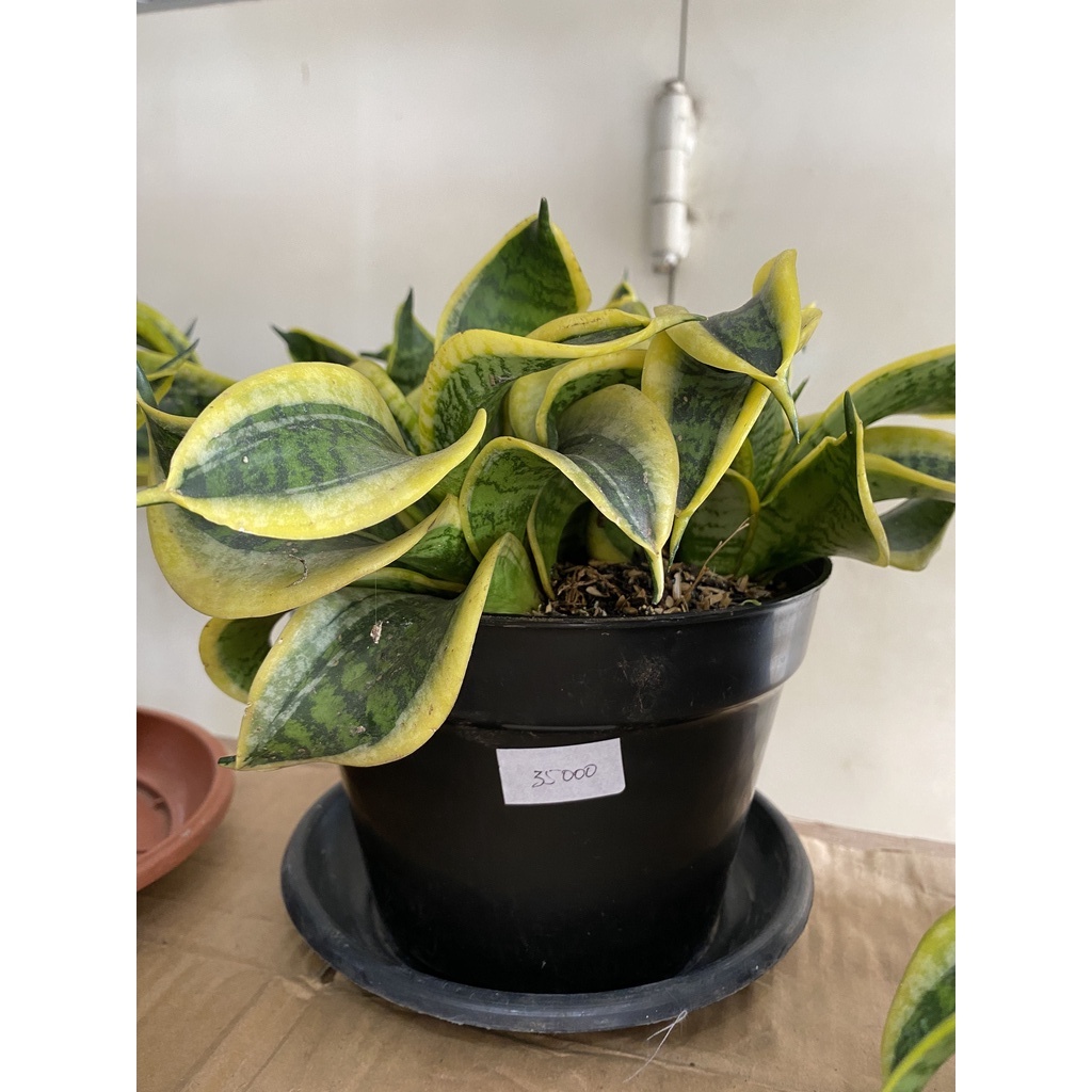 Tanaman hias Sansivera twister BANDUNG