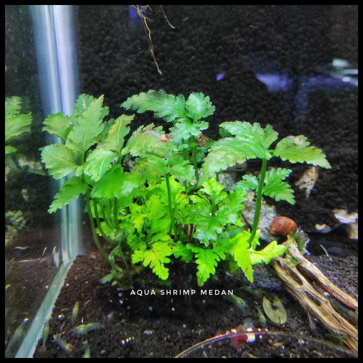 Bolbitis Heteroclita / Tanaman Aquascape