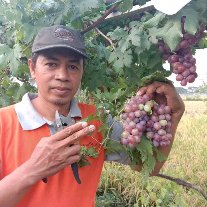 bibit anggur import ninel dan Jupiter