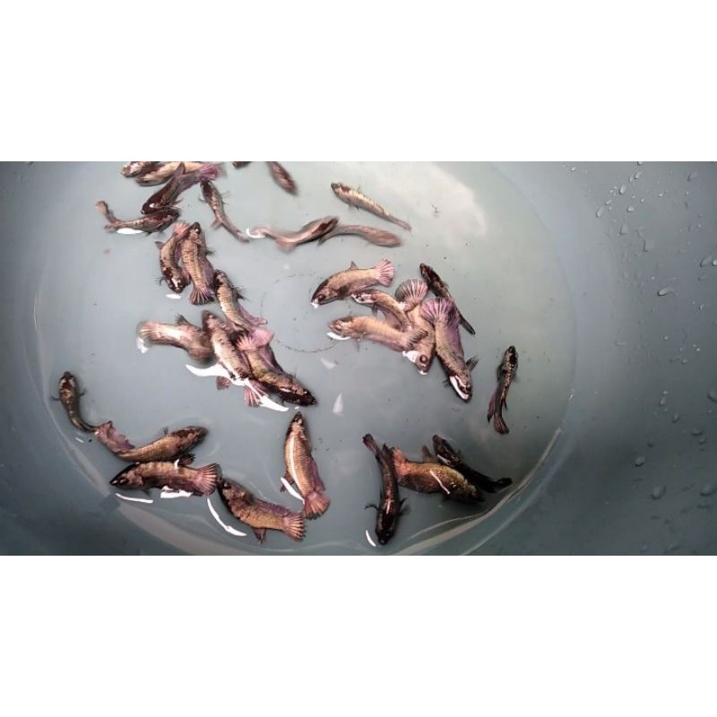 Termurahhhh Ikan Cupang Bahanan Avatar Cooper Gold