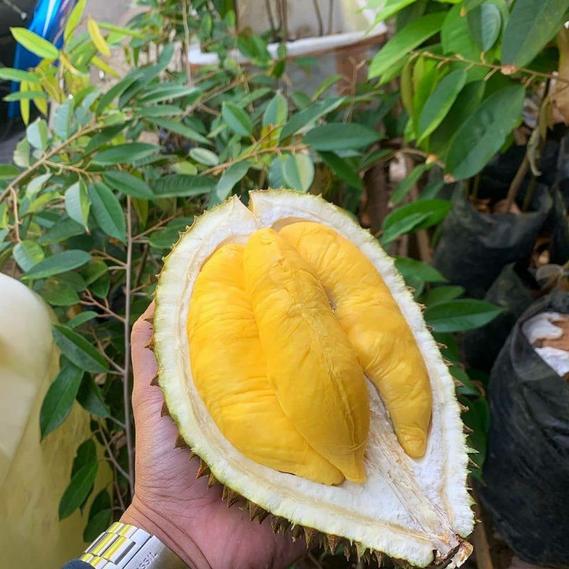 Bibit Durian Musangking kaki 3