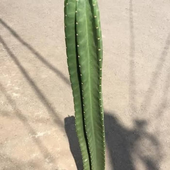 promo Tanaman hias kaktus koboi tinggi 1meter-kaktus koboi