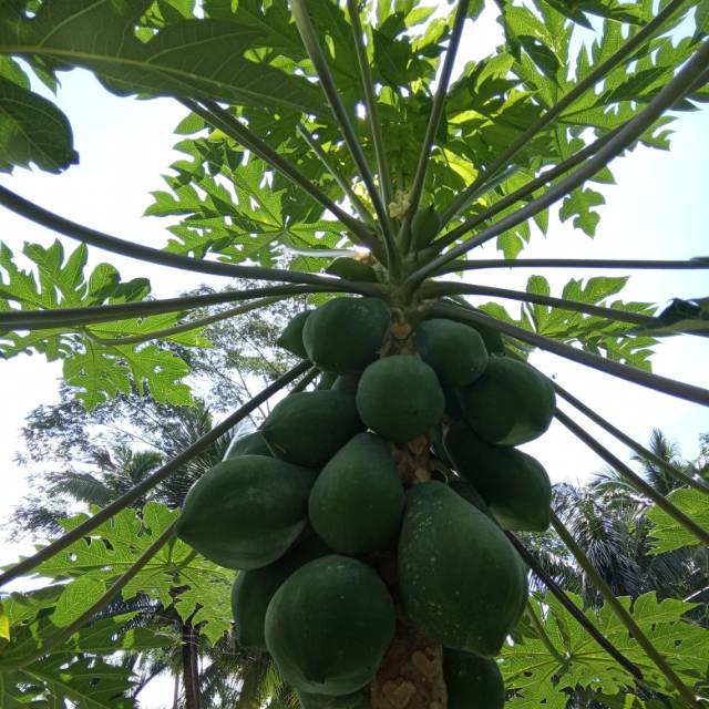 

PROMO BARU DAUN PEPAYA MURAH PILIHAN per 1 kg