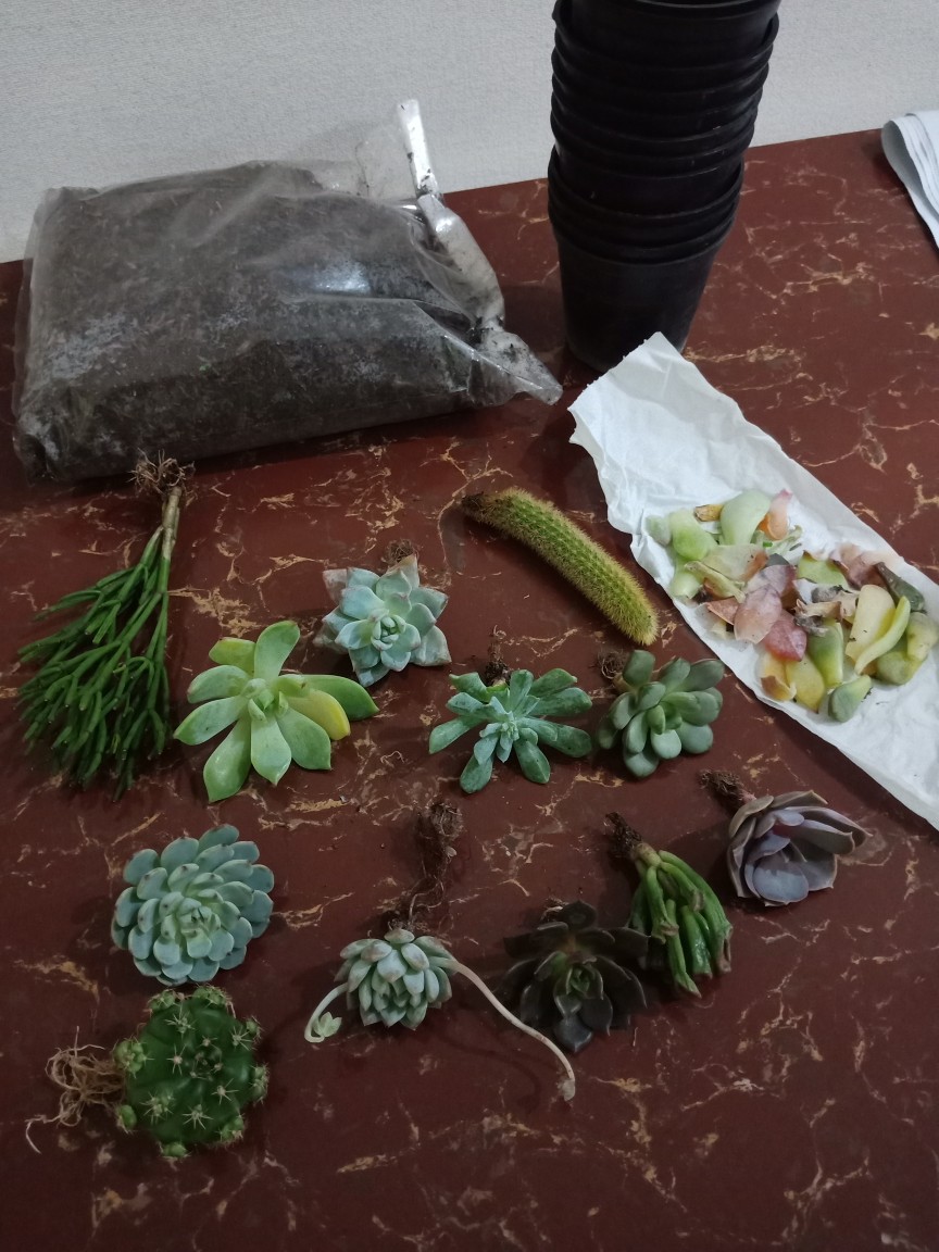 Sukulen Dan Kaktus Mini (echeveria ‘tippy’)