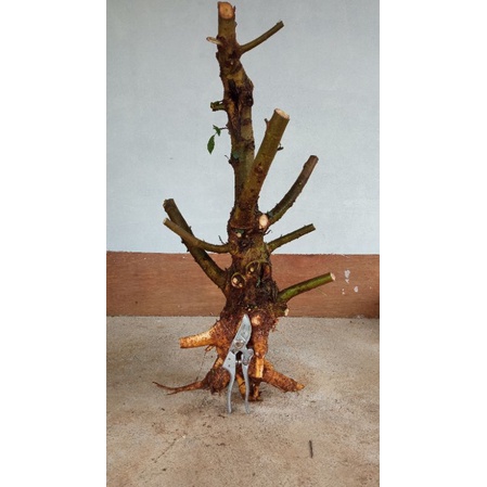 bahan bonsai loa medium calon karakter Chokkan