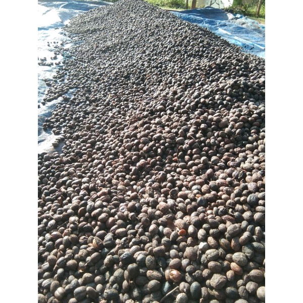 

KOPI LAMPUNG KOPI ARABIKA GLONDONG KERING 1KG/KOPI BESAR GLONDONG