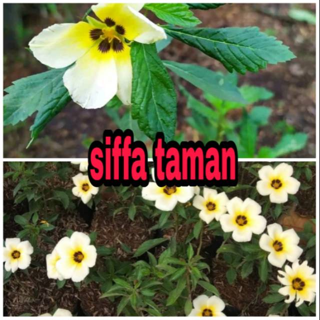 Tanaman hias turnera