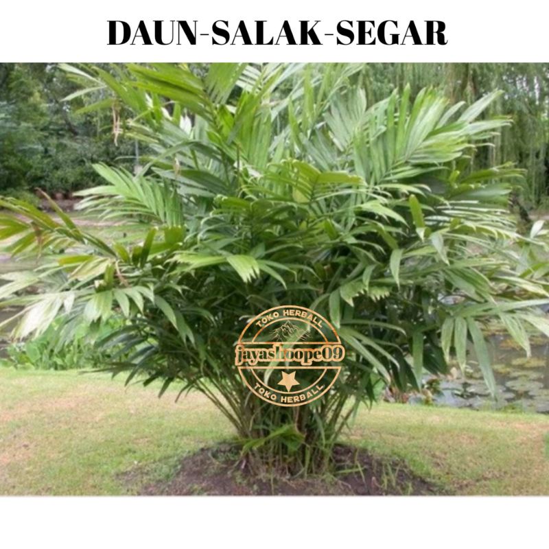 

Daun Salak Segar 500.grm / Daun salak muda