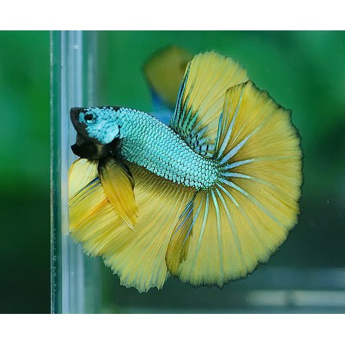 ikan Cupang Halfmoon (warna random)