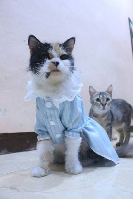 Dress untuk kucing dan anjing edisi natal 2019 lucu biru blues / baju kucing murah size S-XL