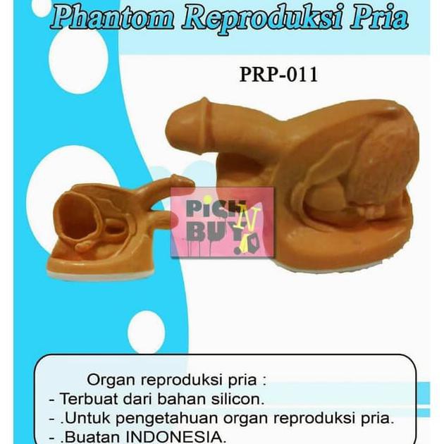 Best Seller BONEKA MANEKIN PHANTOM ALAT PERAGA REPRODUKSI PRIA PRP-011 Jakarta