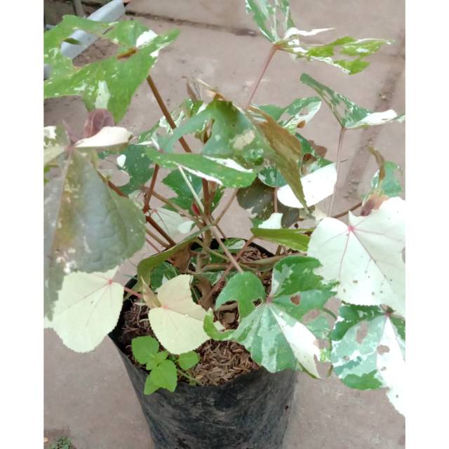 Bibit Tanaman Waru Varigata Daun Putih // Bibit Bunga Varigata Murah