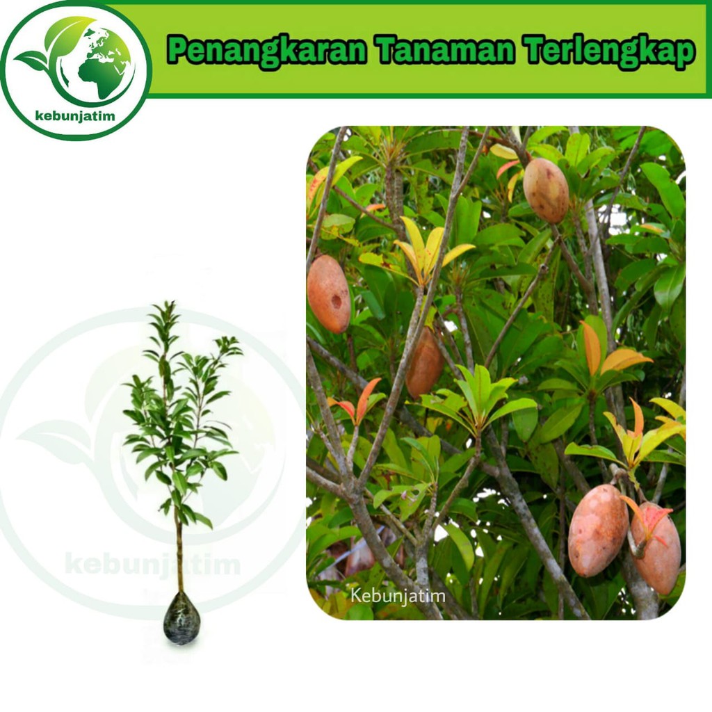 Tanaman buah sawo kecik atau sawo merah