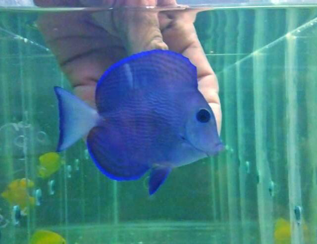 atlantic blue tang