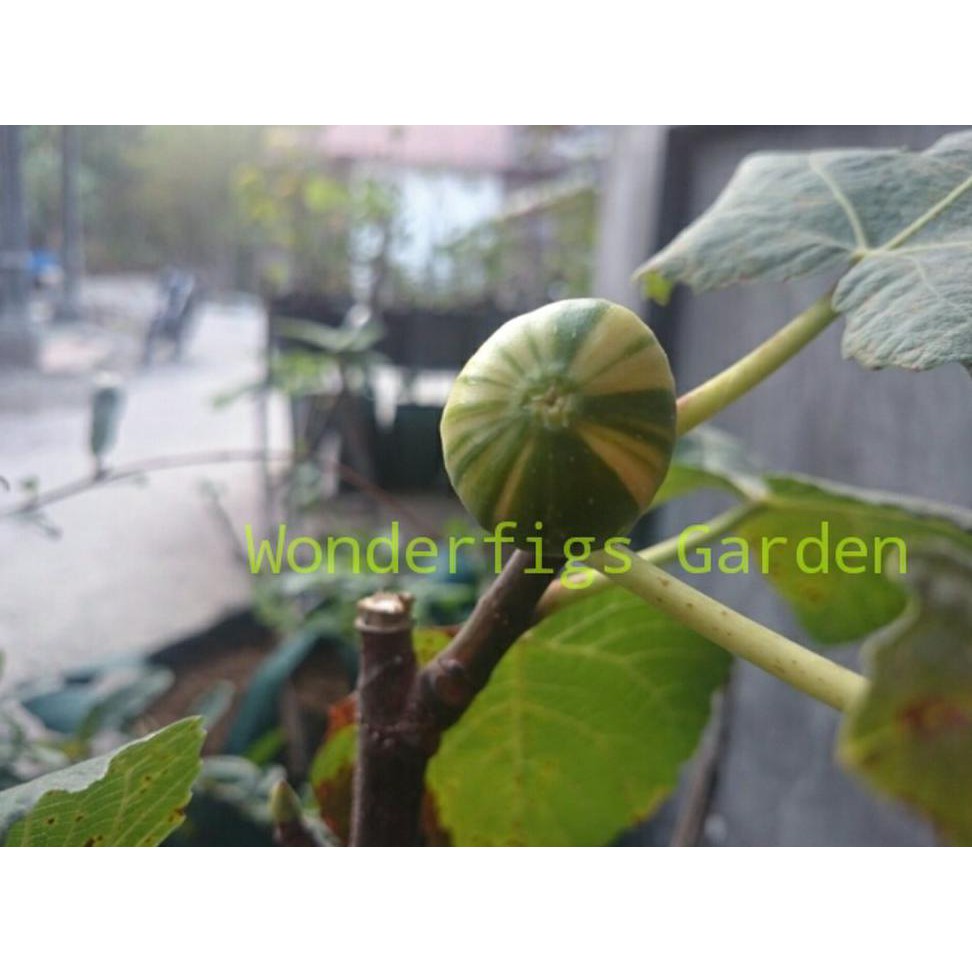 Freong Bibit Pohon Buah Tin Varigata Var. Panache Tiger Gratis Cutting Cali Uk1