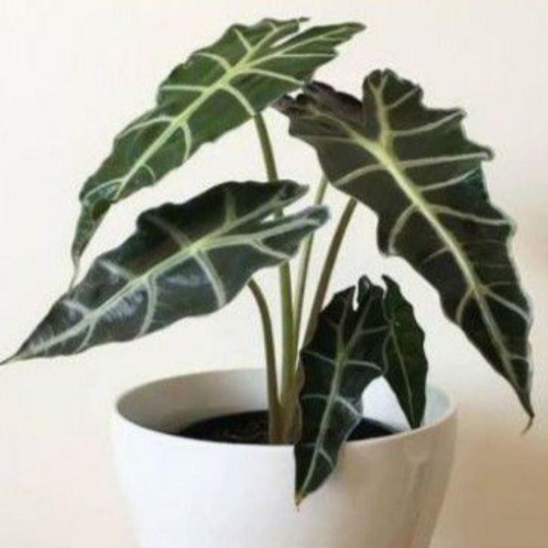 tanaman hias caladium amazon keladi amazon