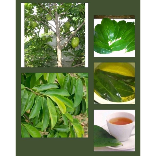 

Daun sirsak segar 100gr original