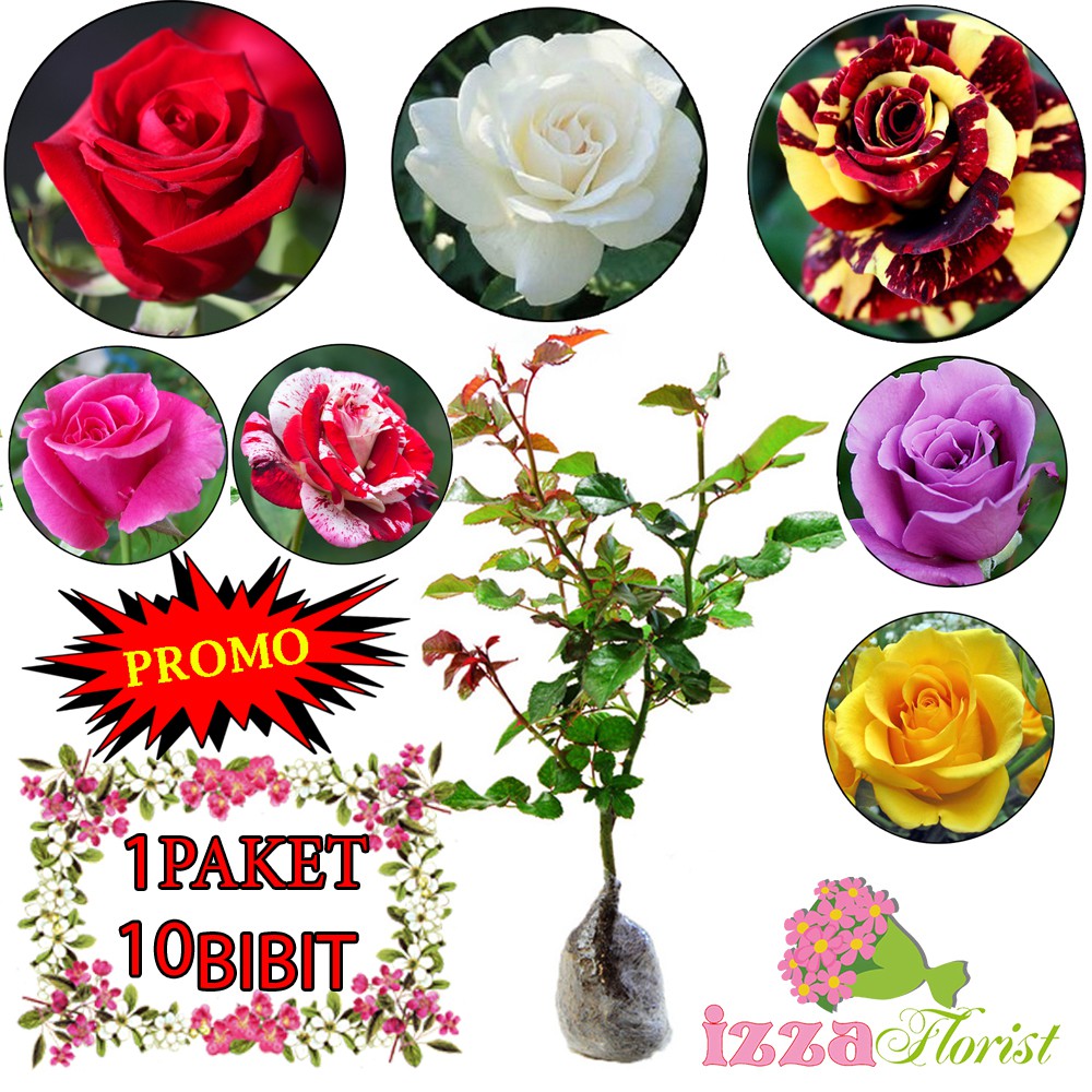 12 Tanaman Hias Bunga Mawar Aneka Warna Shopee Indonesia