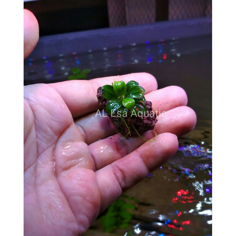 Anubias Petite Aquascape