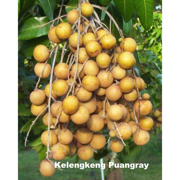 BIBIT KELENGKENG PUANGRAY OKULASI  (BISA DITARUH POT)