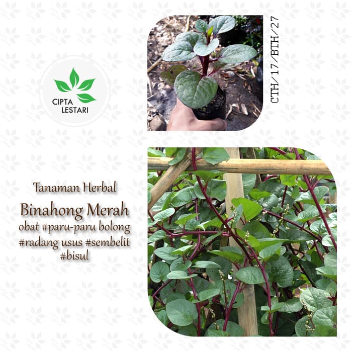 Tanaman Binahong Merah - Pohon Binahong Gendola Gandola Lembayung