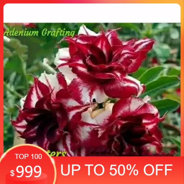 

NEW bibit adenium bunga Jepang tumpuk "enconters