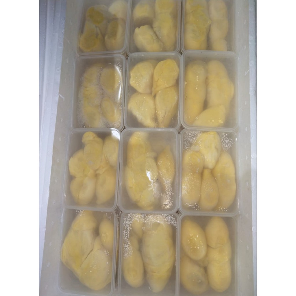 

Durian Montong Khas Sulawesi (KUALITAS PREMIUM)