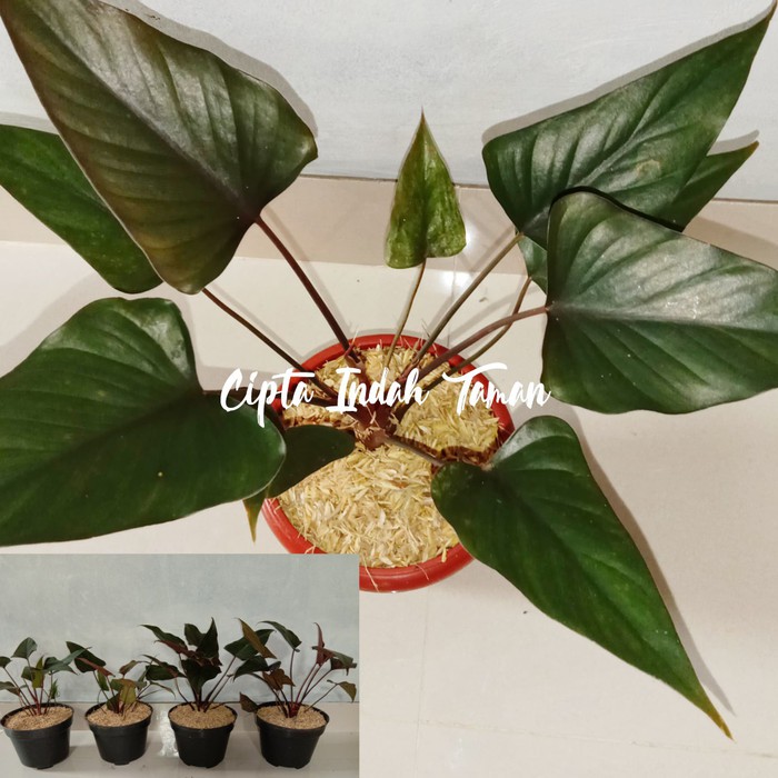 Tanaman hias Keladi HOMALOMENA BLACK | caladium | keladi hitam