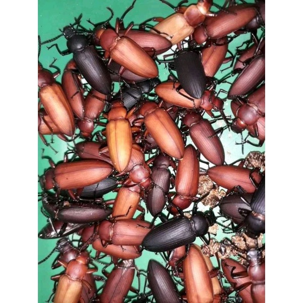 kumbang ulat jerman bergaransi dan berkualitas