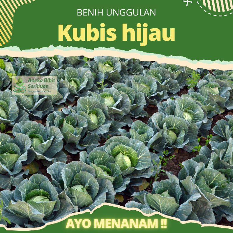 10 Benih Kubis hijau Dataran Rendah dari Known You Seeds