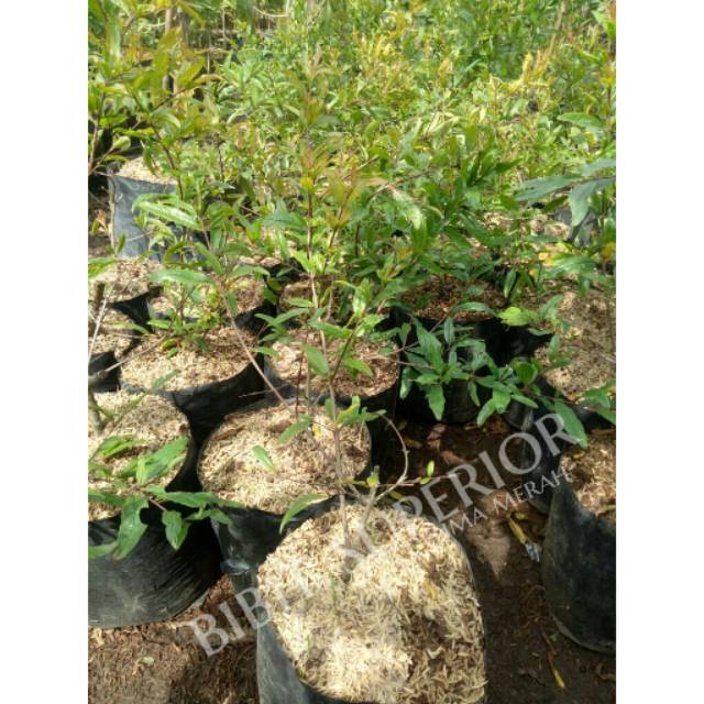 BIBIT BUAH DELIMA MERAH