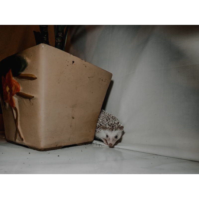 Landak mini Salt & Pepper /lanmin/ landak mini /hewan lucu