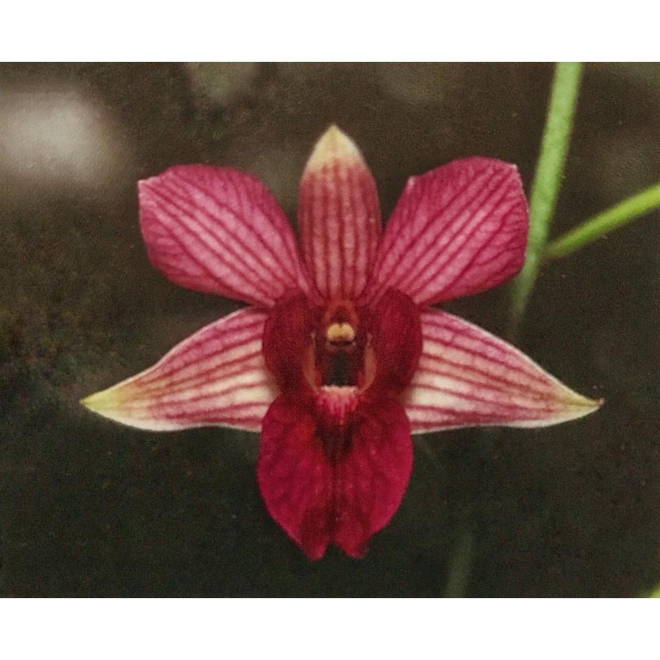 Anggrek Dendrobium Dalvey Dewasa Siap Bunga