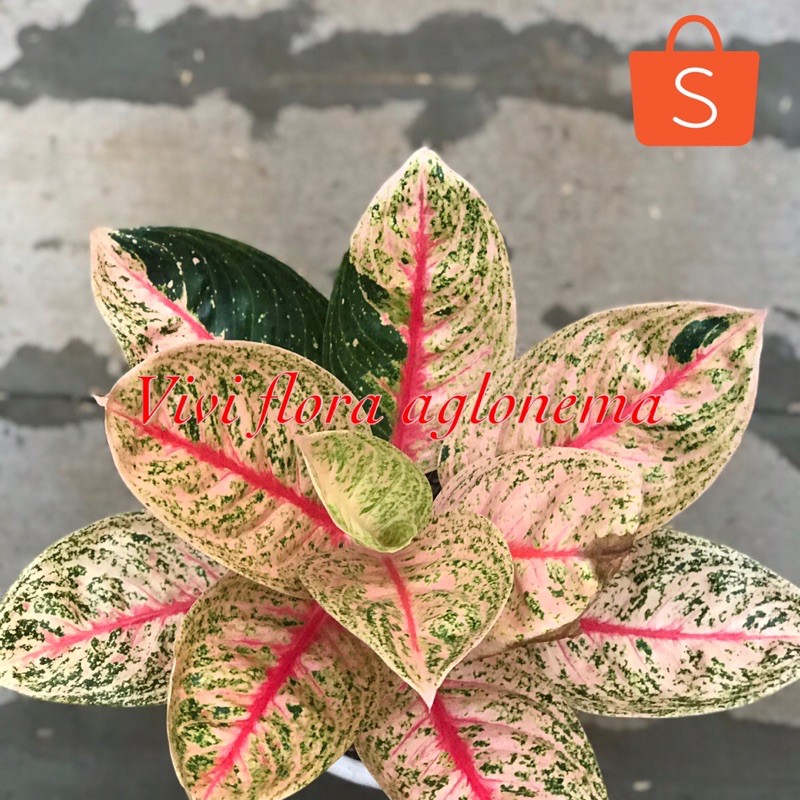 aglonema widuri tulang merah aglonema viral aglonema tanaman hias tanaman