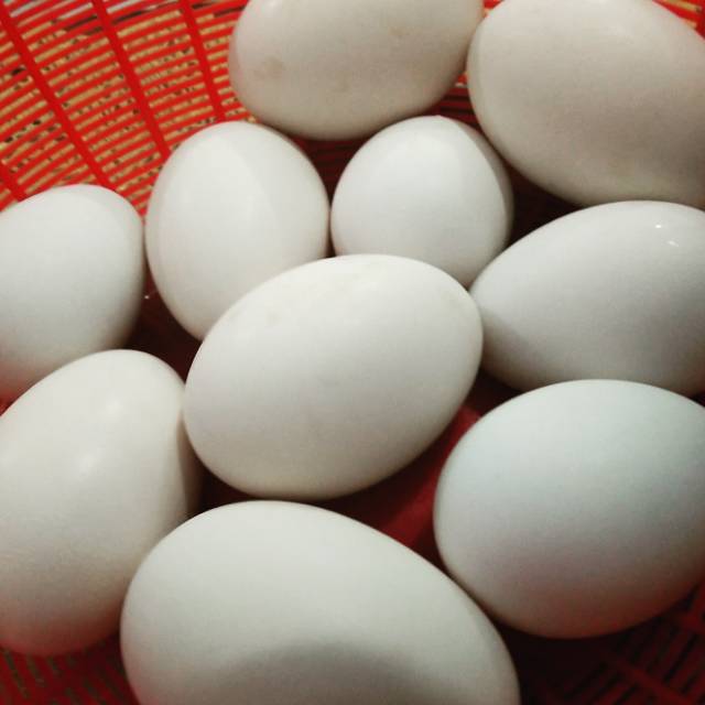 

TELUR SOANG MENTAH