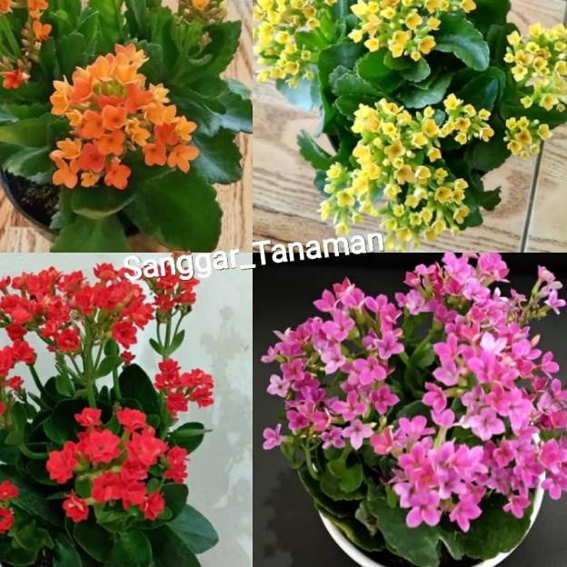 ✤ bunga cocor bebek / tanaman hias cocor bebek ☟