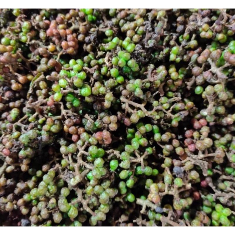 

Andaliman Segar 250 g (Pengiriman Medan)