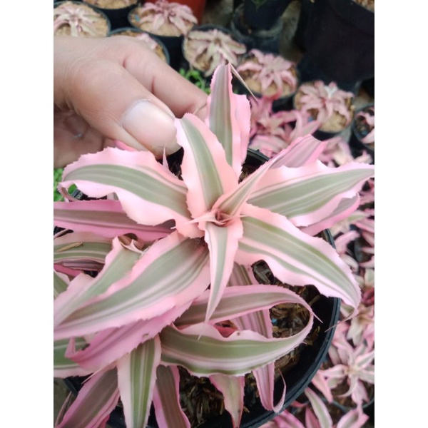 cryptanthus