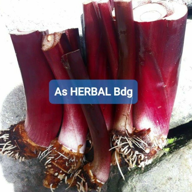 Jual bibit umbi talas wulung talas hitam 1 kg-az