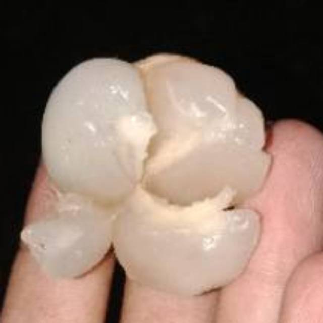 

Bibit duku non biji original cepat berbuah stek okulasiKo