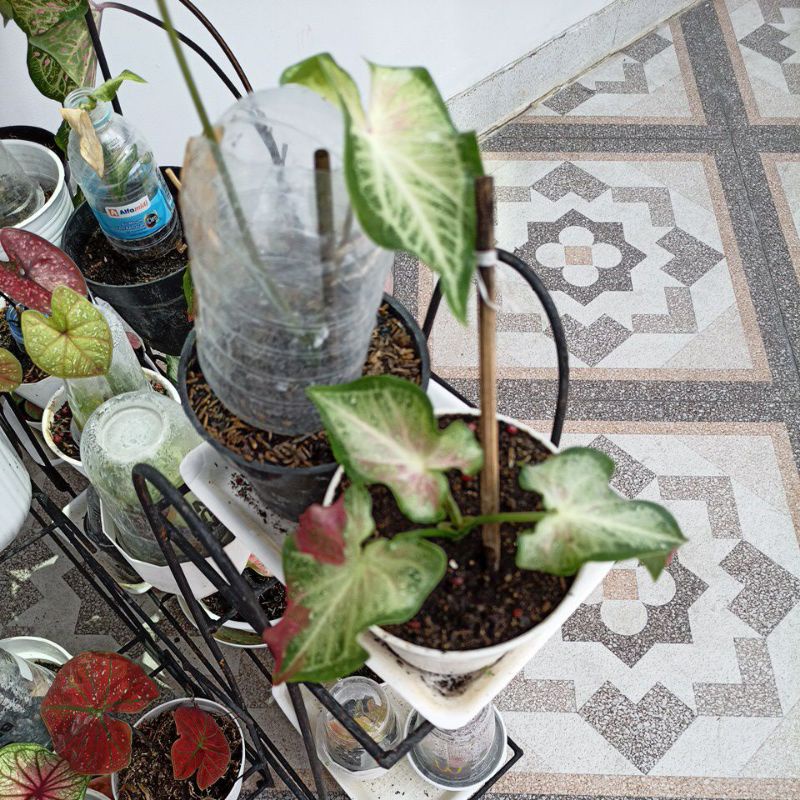 anakan keladi shycool cat tumpah