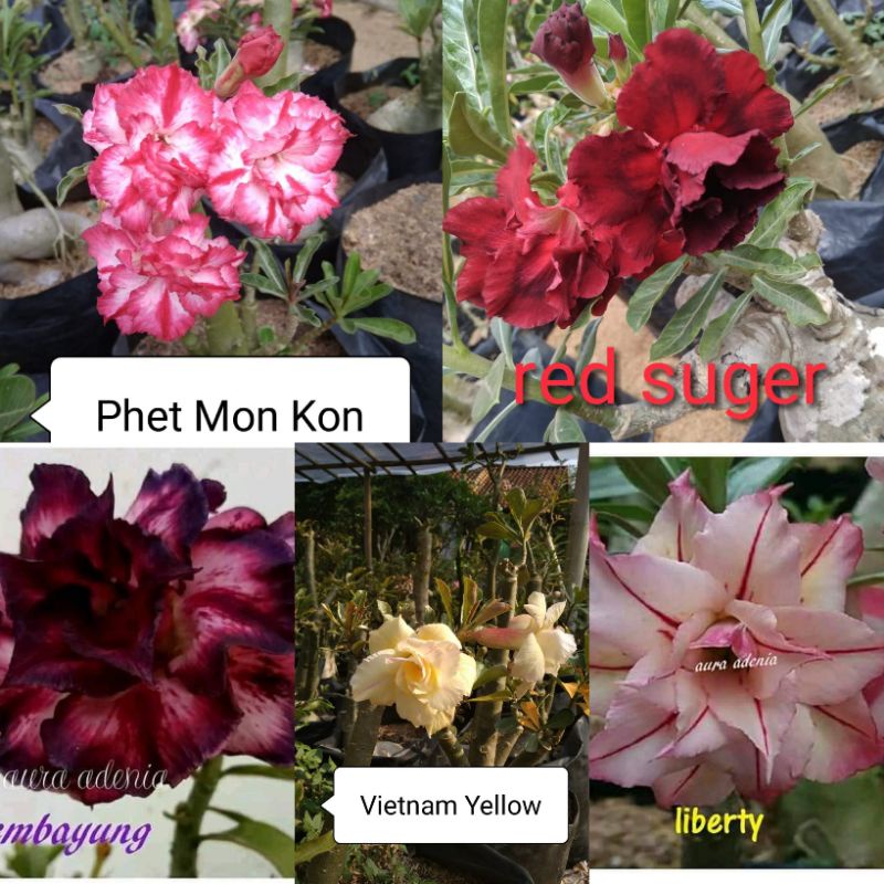 Adenium paket 5 jenis adenium Jepang/bunga tumpuk(bisa pilih jenis bunganya yg ada di gambar yg ters