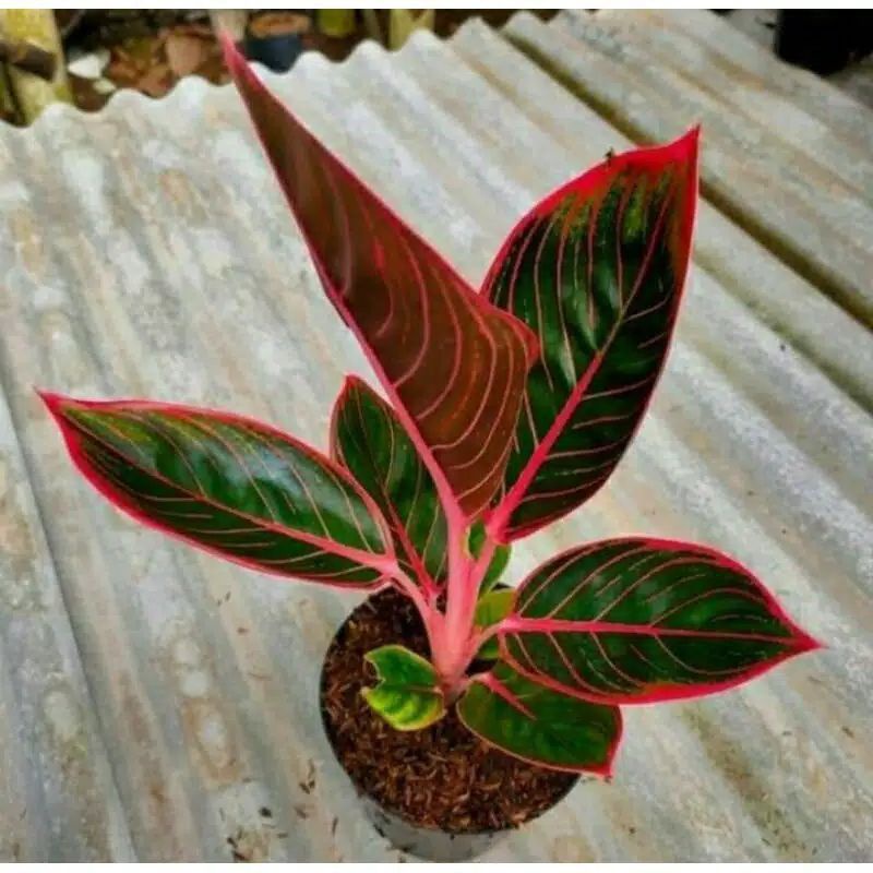 tanaman hias bibit aglonema lipstik khanza