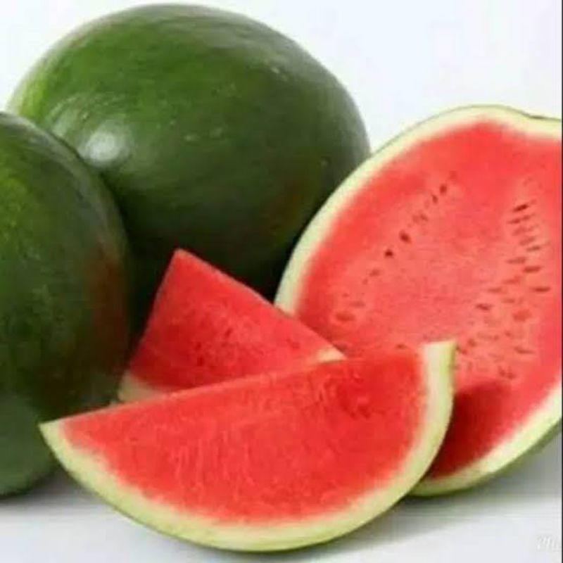 

semongko 99