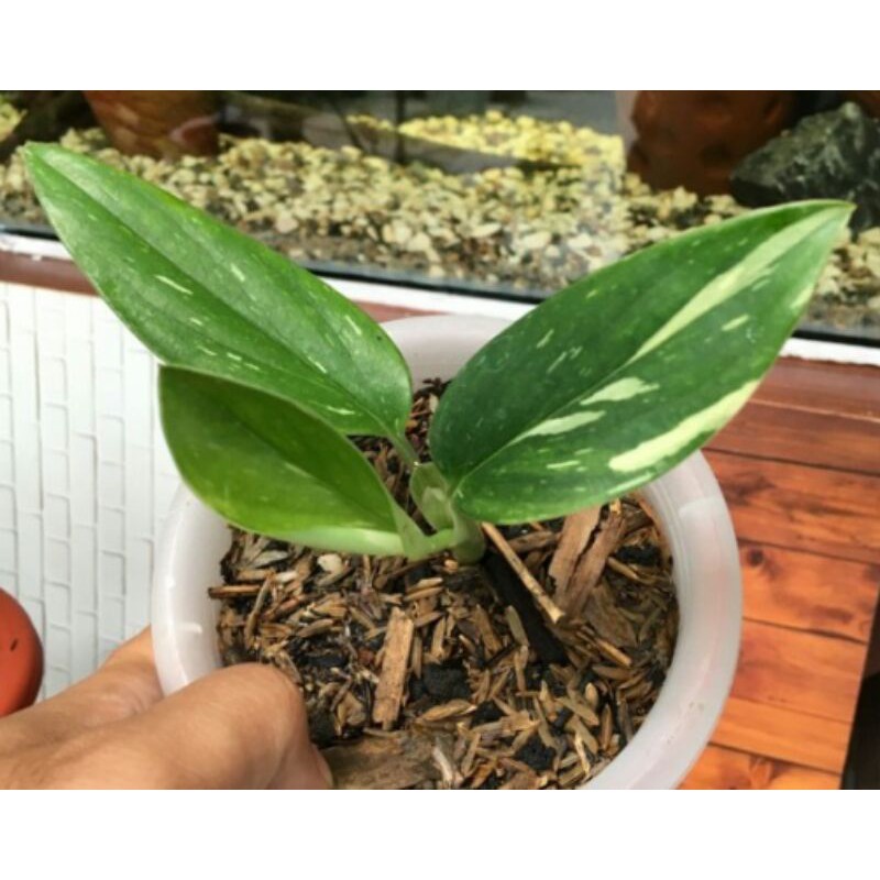 philodendron monstera standlyana varigata putih