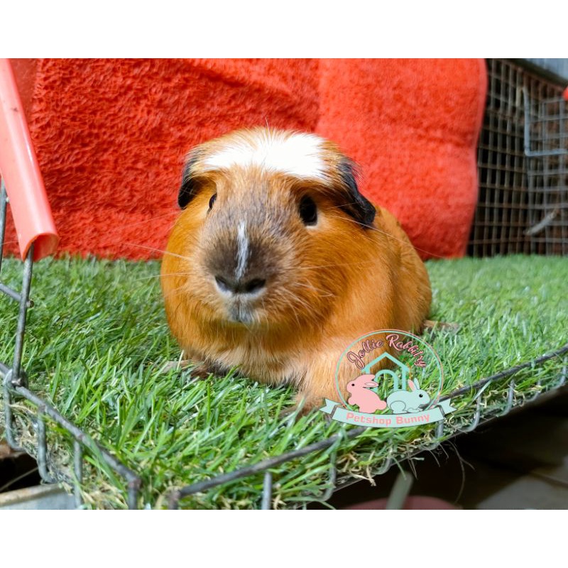 Guinea pig american white crested California Cali calif cavy cavi cavvy cavia cavvies tikus Belanda 