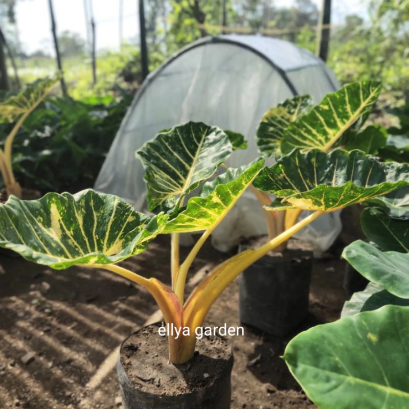 Tanaman Hias Alocasia New Guinea Gold - Sente Kuning